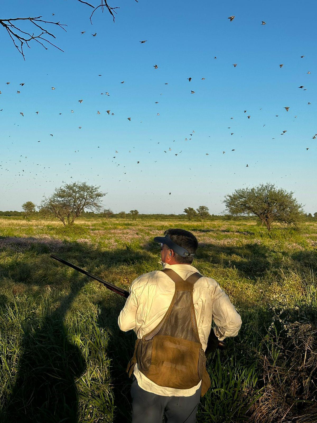 Argentina Dove & Duck
