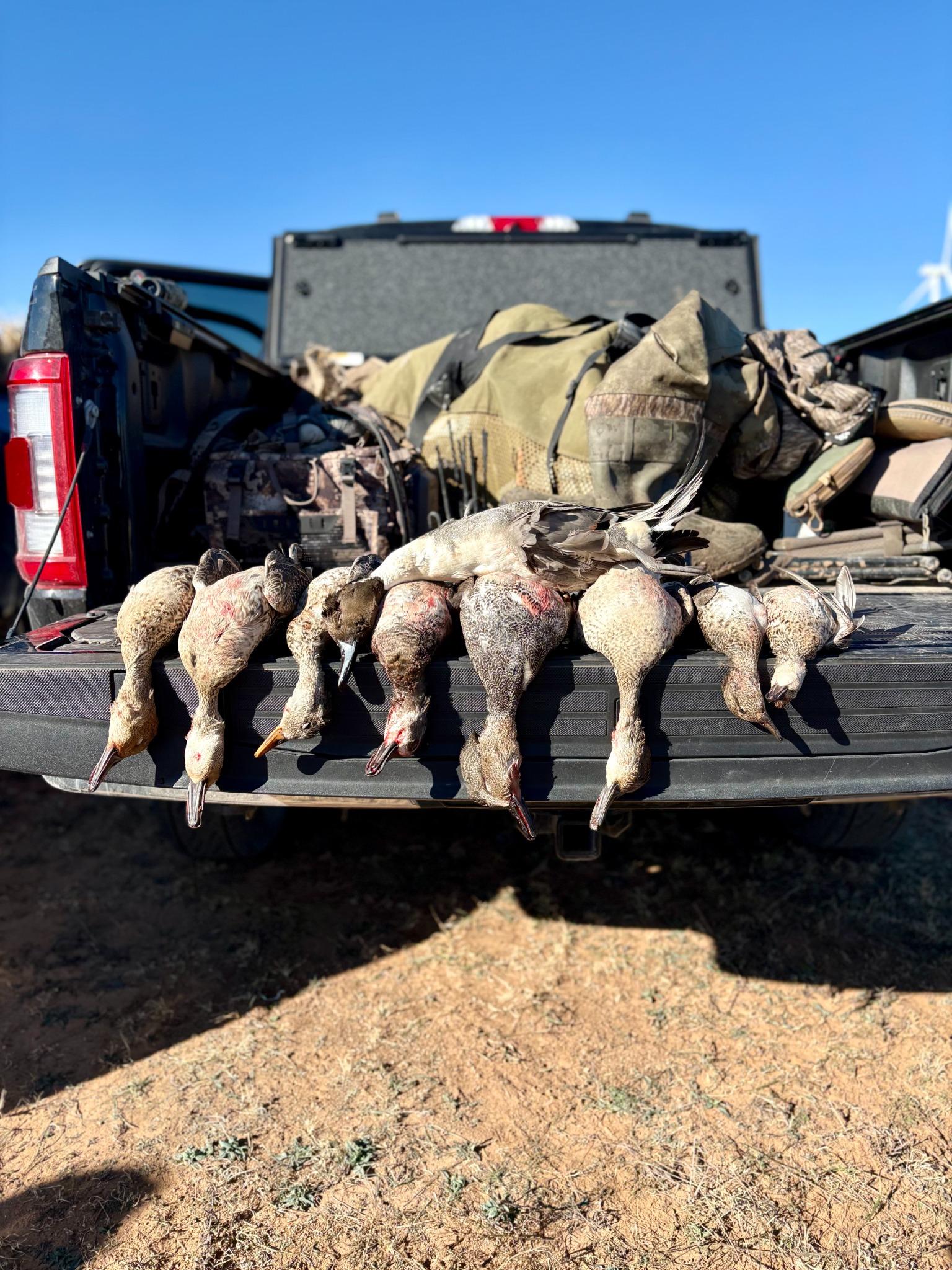 West Texas Duck